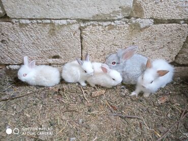 Dovşanlar: Kərlik ucuz qiymətə dovşanlar satılır krolik karliklar tüklü şir baş — 7