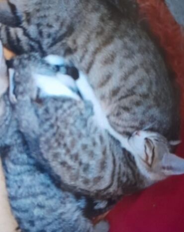 шотландский вислоухий кот купить: Продаю вот такую красотку ей 2 месяца приучена к лотку домашняя