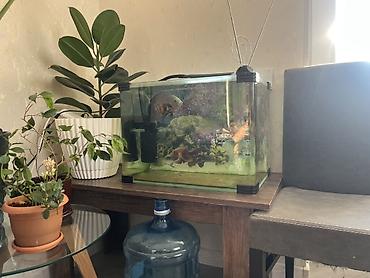 akvarium satışı: Akvarium satilir Zavod yumru kuncler ile 55x35x40 80 litr Qiymet tek — 3