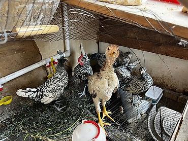 куры марьям бишкек: Продаю | Куры | Для разведения — 1