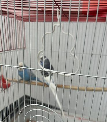 simmental inək cinsi: Qefesle birlikde satilir. Dalmatin və mavi rəng kombinasiyasında iki — 3