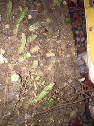 Kaktus: Kaktusi 100 dinara na lalafo.rs — 12 Kaktus: Kaktusi 100 dinara — 12