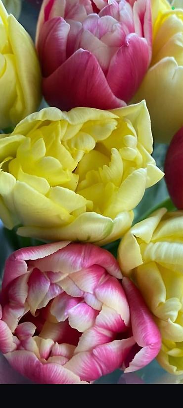 Букеты из живых цветов: Тюльпаны с тепличной выгонки — оптом и для флористов. - Ассортимент — 1