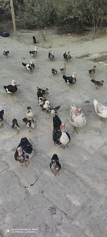 Сельхозптицы: Muscovy Lal ördəklər (indoutka) – yaşlı və bala qarışıq sürü - Cins — 6