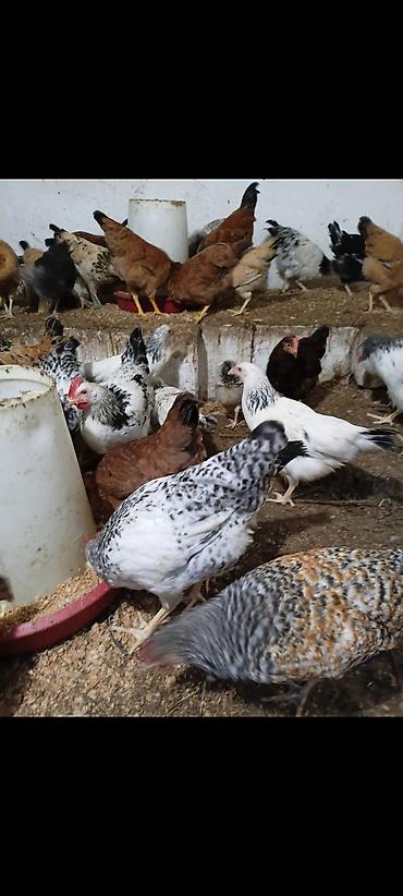 Toyuqlar satılır
vaksin olunublar. tam sağlamdılar
hövsan kəndi lalafo.az -da Toyuqlar satılır
vaksin olunublar. tam sağlamdılar
hövsan kəndi