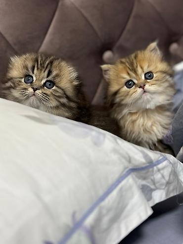 Pişiklər: Şotland, Erkək, Dişi, Yaxşı əllərə, Ünvandan götürmə, Pulsuz çatdırılma, Ödənişli çatdırılma — 29