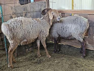 Баран, овца: Продаю | Овца (самка) | На забой, Для разведения — 4