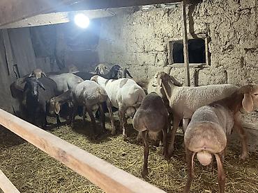 Продаю | Баран (самец) | Гиссарская, Полукровка | На забой, Для разведения, Для шерсти | Осеменитель at lalafo.kg — 2 Продаю | Баран (самец) | Гиссарская, Полукровка | На забой, Для разведения, Для шерсти | Осеменитель — 2