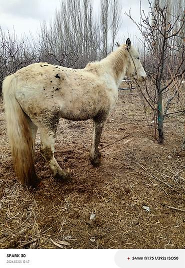 Лошади, кони: Продаю | Кобыла (самка) | Рабочий — 7