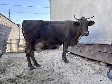 дойные коровы: Продаю | Корова (самка) | Для молока | Привязанные — 1