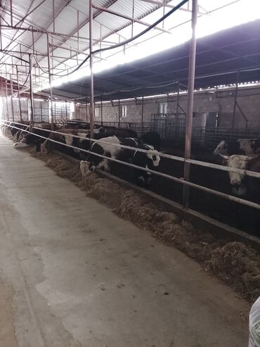 Dana, buzov: Hereford tipli ətlik danalar – fermadan - Şəkildəki bağlamalı fermada — 2