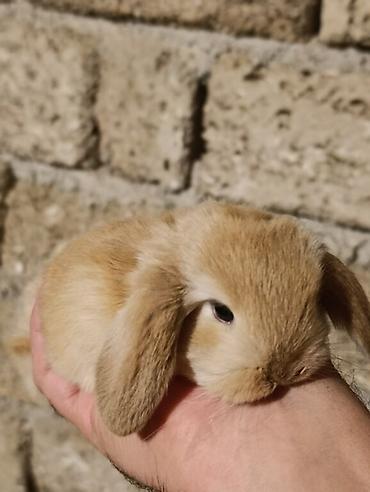 Gəmiricilər: Holland lop dovsanlarina endirim 15 manat.yerli dovsanlar tek tek 6 — 3