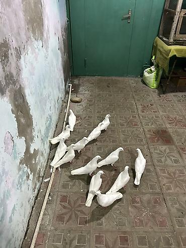 quş bazarı: Hamsi az quyrg tutulma heyvanlardi — 1