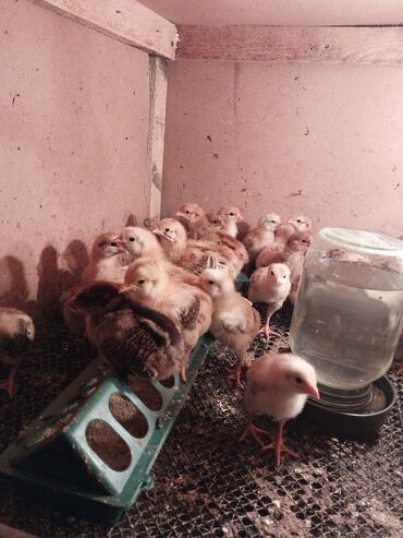Птицы: Продаём цыплята тоджонов суточные. недельные 2хнедельные. месячные и