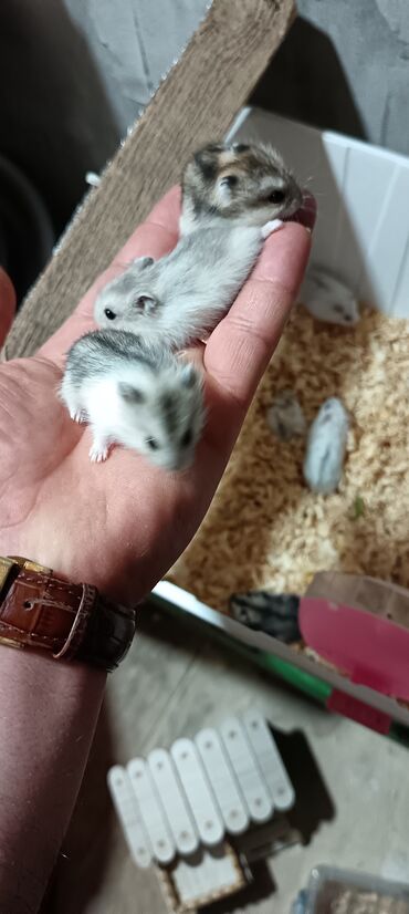 Gəmiricilər: Salam gördüyünüz cunqar hemsdırları sahipləndirilir kariçnivi ananın 4 — 13