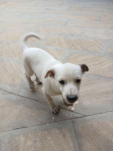 джек рассел терьер бишкек: Zvonok, 4 ay, Dişi, Peyvəndli, Ünvandan götürmə