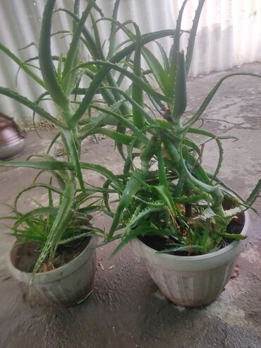 томатный сок: Алоэ (Aloe vera) в горшках + чугунный автоклав/скороварка (ретро) 1)