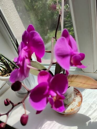 купить комнатные цветы: Орхидея 4 года . цвет фуксия . за полгода уже второй раз цветет