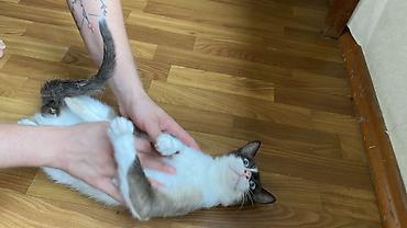 сиямский кошка: Кошка даром: Сиамская, 1 год, Мальчик, Кастрирована, Приучена к лотку, Проглистована — 4