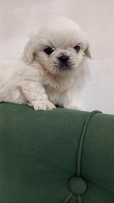 pekines satisi: Pekines — 2