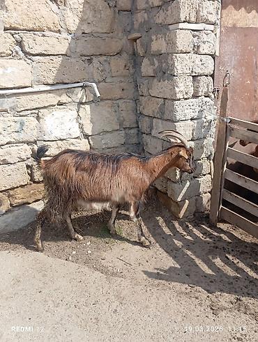 keci heyvan: Məhsul: Qoyun-keçi təsərrüfatı üçün keçilər Təsvir: - Şəkillərdə uzun — 3
