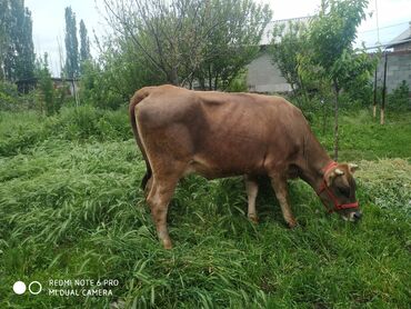 бельгиец бык: Продаю | | Швицкая | Для молока
