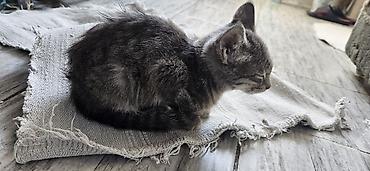 black cat: Котята домашние, помёт из нескольких малышей. - Возраст на фото — 5
