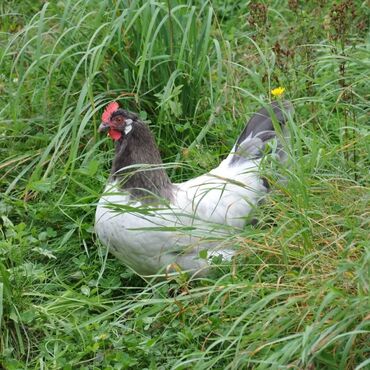 Toyuqlar: Məhsul: Qara-bəstəbaş (Avstralorp tipli) rəngdə kənd toyuqları və — 4