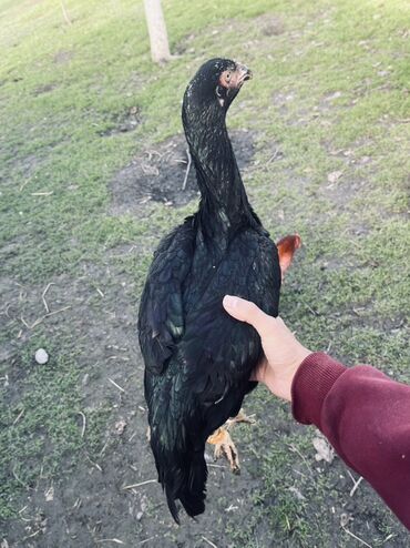 Toyuqlar: Toyuq, Damazlıq — 4