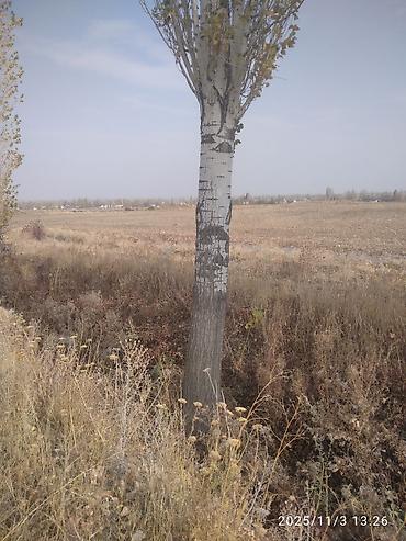 Тополь: Тополя для озеленения/живой изгороди - Порода: тополь (пирамидальный — 6