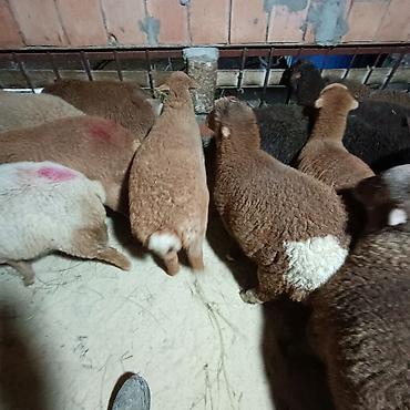 Quzu: Salam aleyküm dişi quzlar205 mantda kom 14 quzdu dişller. erkey — 4