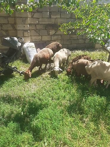 rengli quslar: 4 ana qoyun satilir heresinin 20- 25 kq eti var - Növ: qaragül və — 3