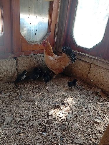 cins xoruz harda banliyar: Toyuq, Yumurtalıq, Ödənişli çatdırılma — 3