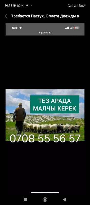 Работа: Требуется Пастух, Оплата Ежедневно