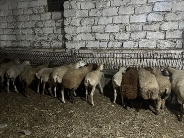 qurbanliq quzu: Erkək, il: 1, Ünvandan götürmə