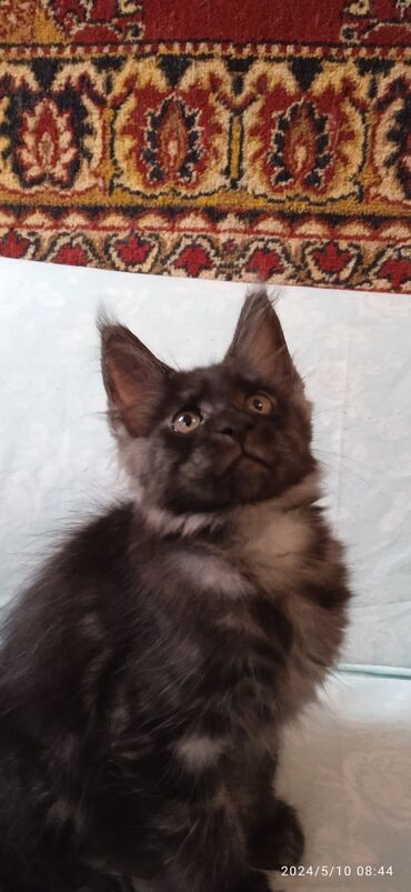 сиамский кот цена: Мейн-Кун 🥰 Продаётся Шикарная девочка,от Элитных родителей.В дорогом