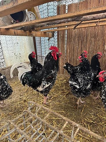 Куры, петухи: Продаю | Цыплята | Для разведения — 8