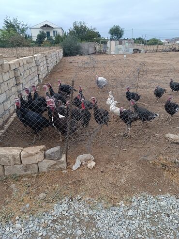 Torpaq sahələrinin satışı: 6 sot, Tikinti, Kupça (Çıxarış) — 15