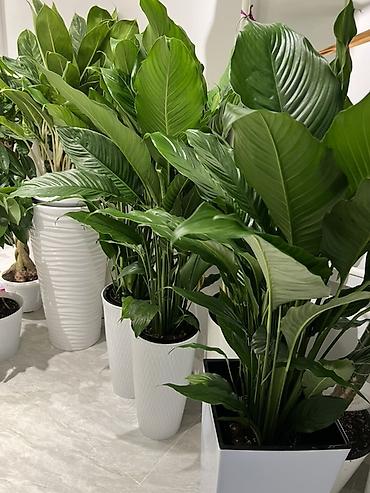 Другие комнатные растения: Женское счастье гигант сорт По городу доставка бесплатно Крупные — 2