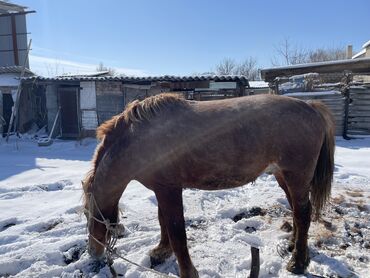 продаю дакан: Породистая лошадь 
Порода Российский полу тяжеловес 
Возраст 3 года