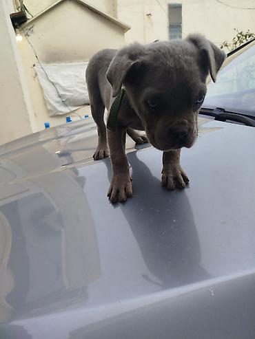 pitbul satanlar: Amerikan sortu pitbul Boz rəngdə balaca it balası - Cins: qısa tüklü — 3