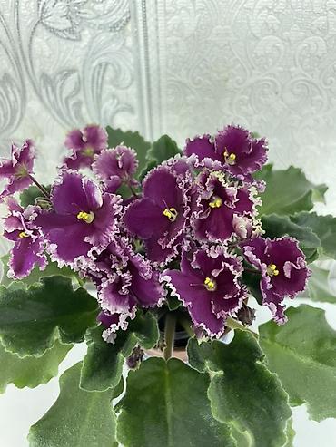 Фиалки и глоксинии: Фиалочки!!! Продам: 1. Укорененные черенки стандартных сортовых — 32