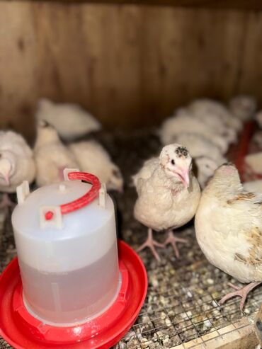 бенгальская кошка домашняя: Продам петухов перепела