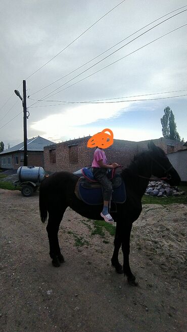 теке сатылат: Сатам | Жылкы (эркек), Тай | Аргын | Ат спорту | Асыл тукумдуу lalafo.kg да теке сатылат: Сатам | Жылкы (эркек), Тай | Аргын | Ат спорту | Асыл тукумдуу