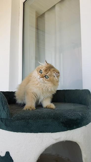 Животные: Золотая шиншилла, Самец — 3