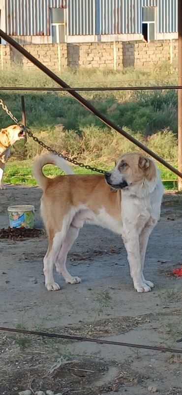 сколько стоит собака бу: Qurdbasar, 2 il, Erkek, Peyvəndli, Ödənişli çatdırılma lalafo.az -da сколько стоит собака бу: Qurdbasar, 2 il, Erkek, Peyvəndli, Ödənişli çatdırılma