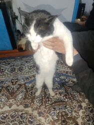 шатлански кошка цена: Продажа кошек