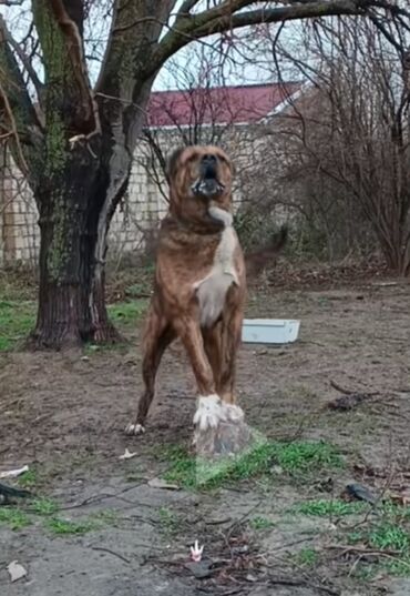 pulsuz it verirem: Alabay, 2 il, Erkek, Peyvəndli, Ünvandan götürmə