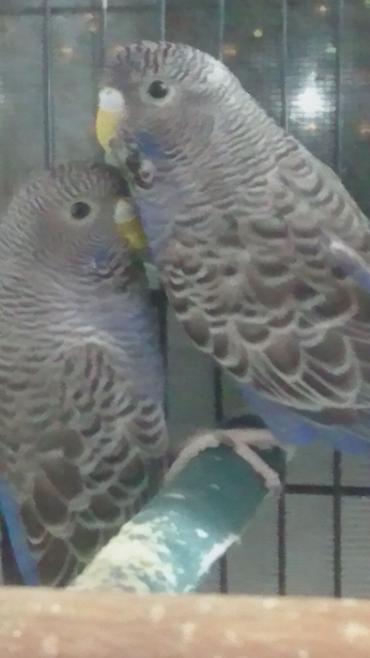 Tutuquşları: Bir ədədi -100-azn 150 azn aq rəydə olanlar qiymət fərqli hazır -da lalafo.az — 18 Tutuquşları: Bir ədədi -100-azn 150 azn aq rəydə olanlar qiymət fərqli hazır — 18