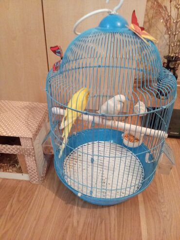 Tutuquşları: 1cut.erkek dişi.1yaş yoxdu.çex tutuquşu.saqlam.teze qefes.yuva teze — 7